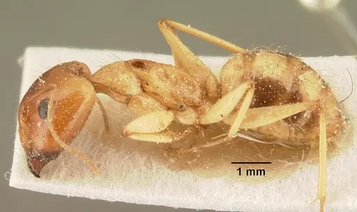 Camponotus cemeryi specimen