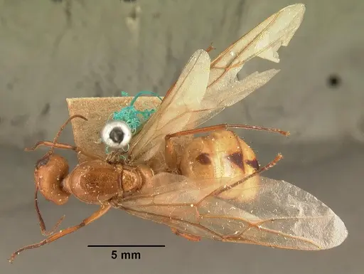 Camponotus cemeryi - CASENT0101848