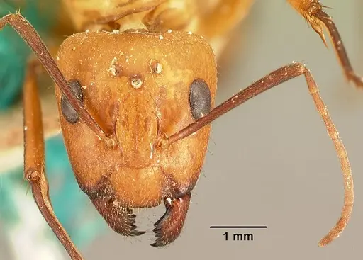 Camponotus cemeryi - CASENT0101848