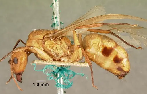 Camponotus cemeryi - CASENT0101848