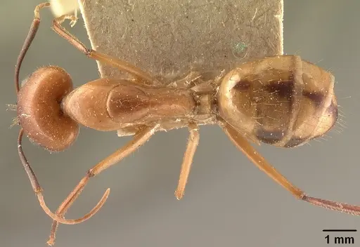 Camponotus cemeryi - CASENT0101868