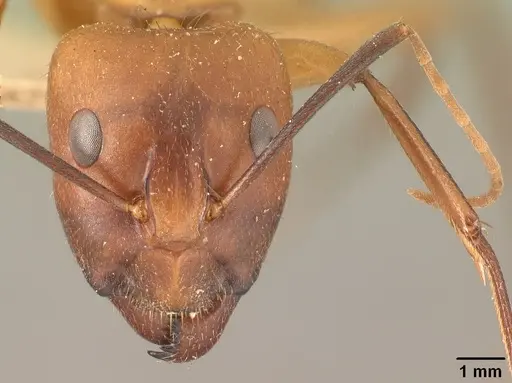 Camponotus cemeryi - CASENT0101868