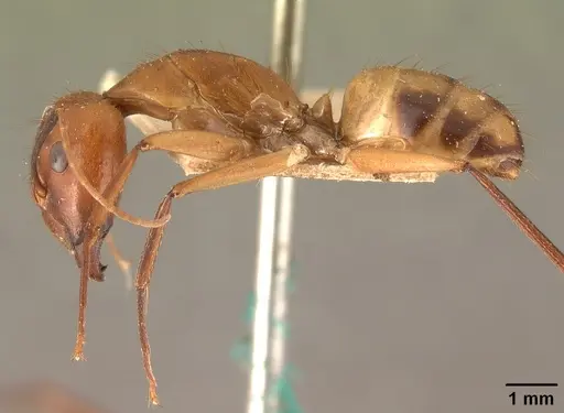 Camponotus cemeryi - CASENT0101868