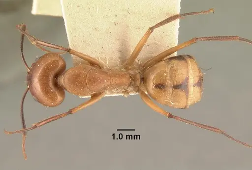 Camponotus cemeryi - CASENT0101894