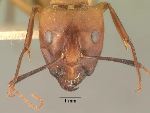 Camponotus cemeryi - CASENT0101894