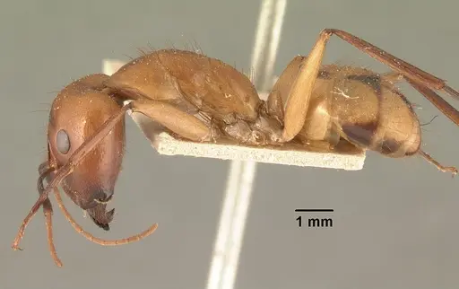 Camponotus cemeryi - CASENT0101894