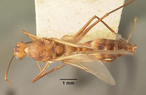 Camponotus cemeryi - CASENT0101911