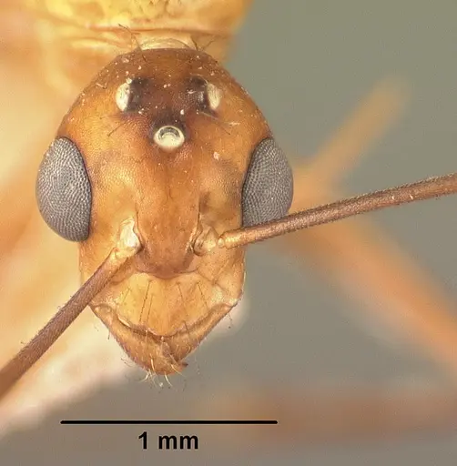 Camponotus cemeryi - CASENT0101911