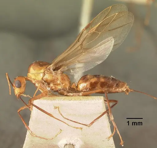 Camponotus cemeryi - CASENT0101911