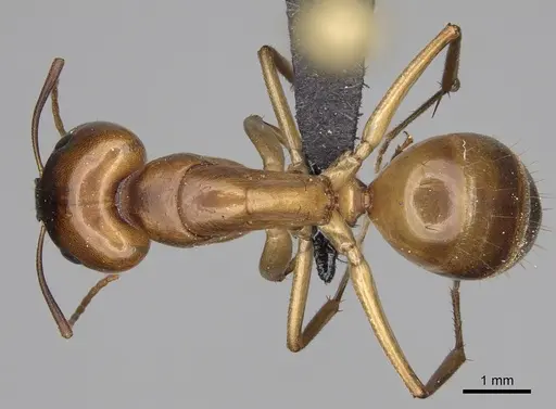 Camponotus cemeryi - CASENT0209233
