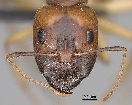 Camponotus cemeryi - CASENT0209233