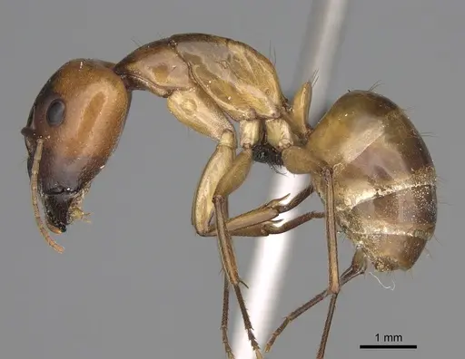 Camponotus cemeryi - CASENT0209233
