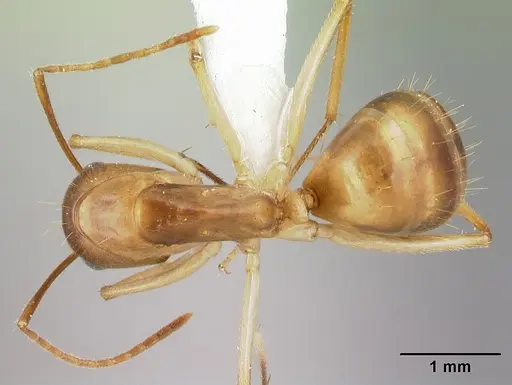 Camponotus cemeryi - CASENT0217306