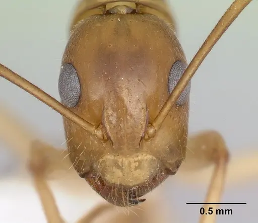 Camponotus cemeryi - CASENT0217306