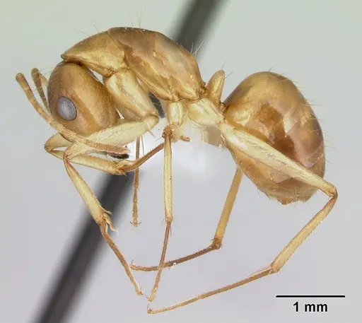 Camponotus cemeryi - CASENT0217306
