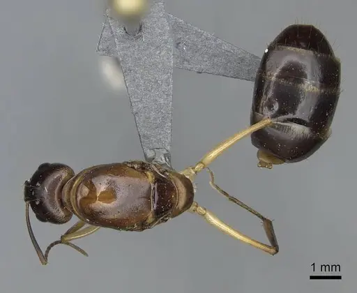 Camponotus cemeryi - CASENT0723368