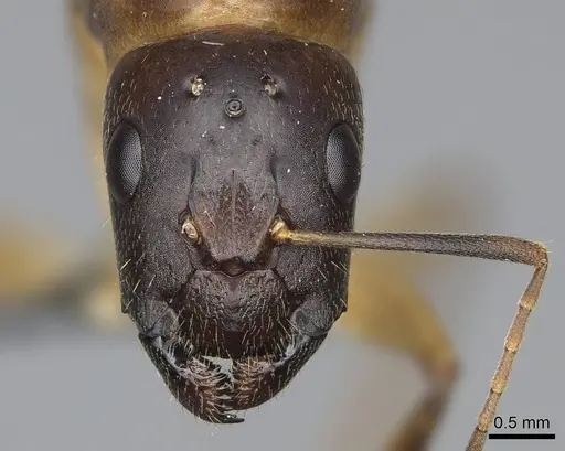 Camponotus cemeryi - CASENT0723368