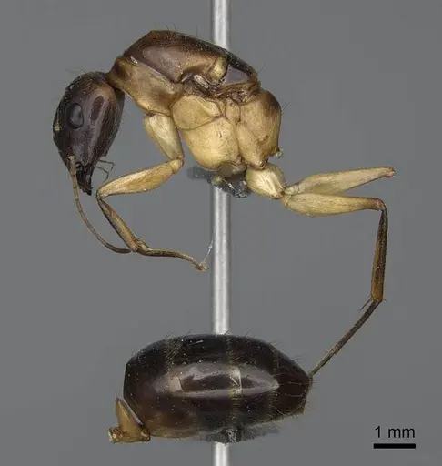 Camponotus cemeryi - CASENT0723368