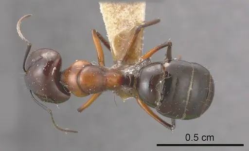 Camponotus ceriseipes specimen