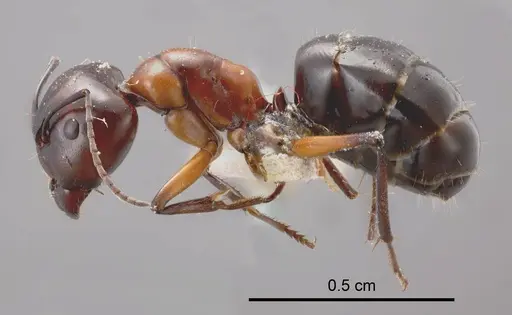 Camponotus ceriseipes specimen