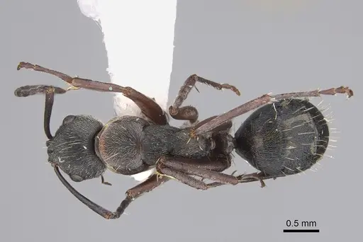Camponotus ceriseipes - CASENT0923525