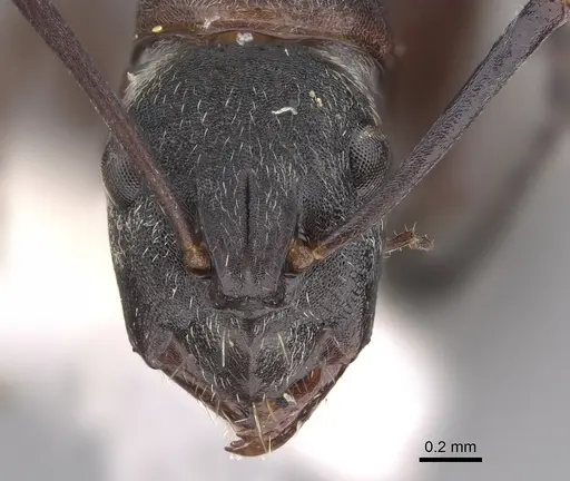 Camponotus ceriseipes - CASENT0923525