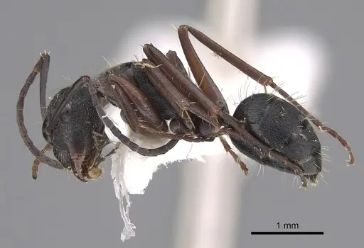 Camponotus ceriseipes - CASENT0923525