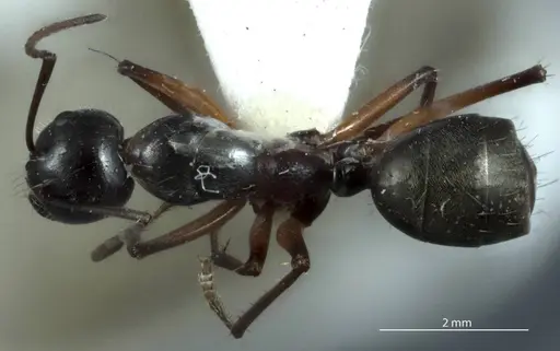 Camponotus ceriseipes - JDM32-000950