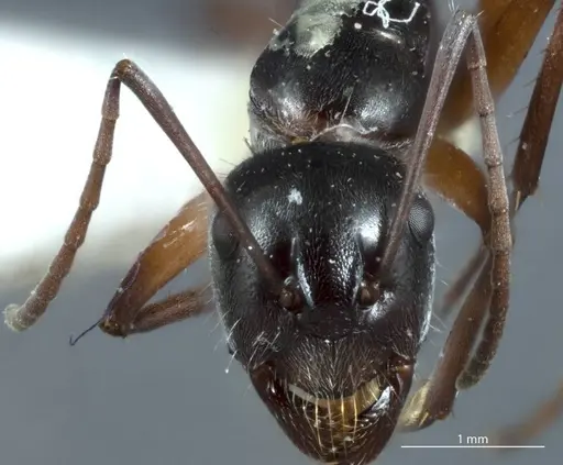 Camponotus ceriseipes - JDM32-000950