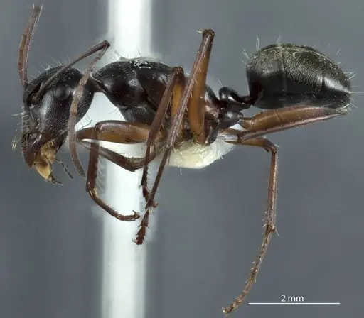 Camponotus ceriseipes - JDM32-000950