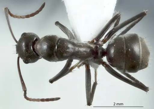 Camponotus ceriseipes - JDM32-000954