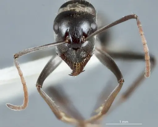 Camponotus ceriseipes - JDM32-000954