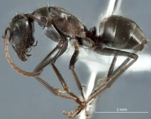 Camponotus ceriseipes - JDM32-000954