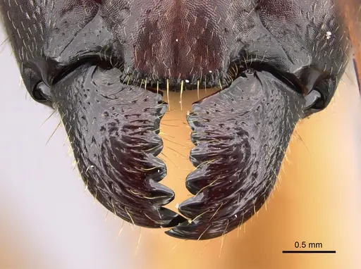 Camponotus cervicalis specimen
