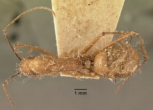 Camponotus cervicalis - CASENT0101178