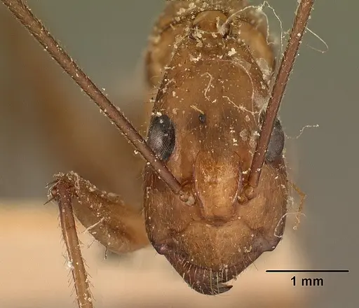 Camponotus cervicalis - CASENT0101178