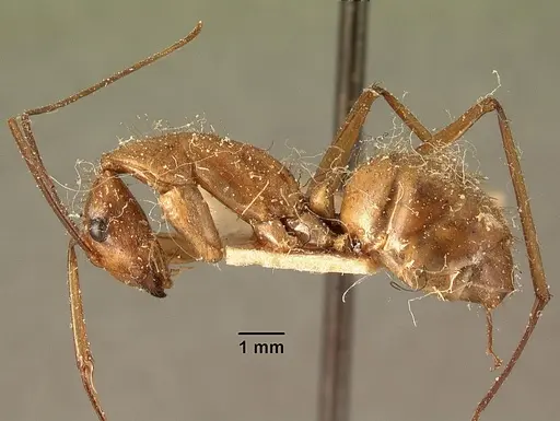 Camponotus cervicalis - CASENT0101178