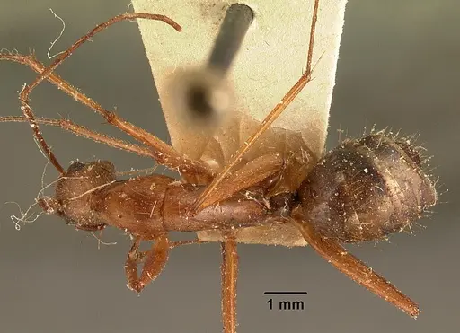 Camponotus cervicalis - CASENT0101179