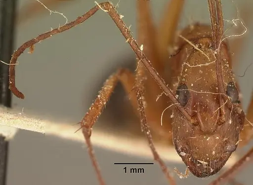 Camponotus cervicalis - CASENT0101179