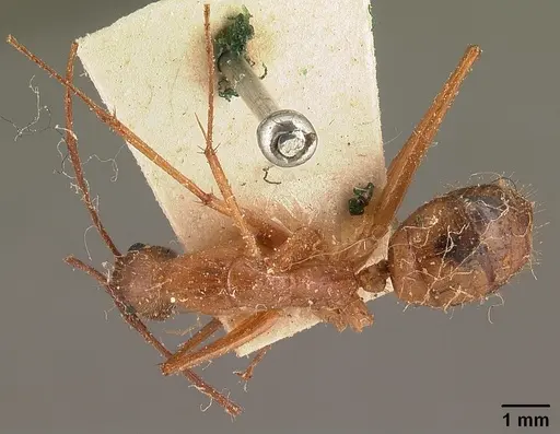 Camponotus cervicalis - CASENT0101180