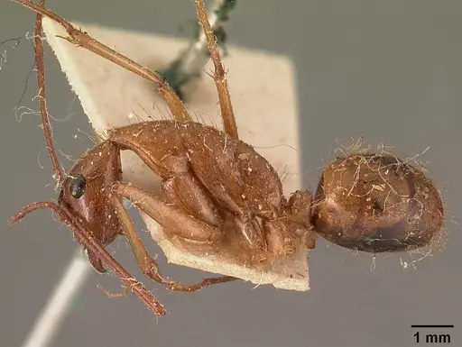 Camponotus cervicalis - CASENT0101180