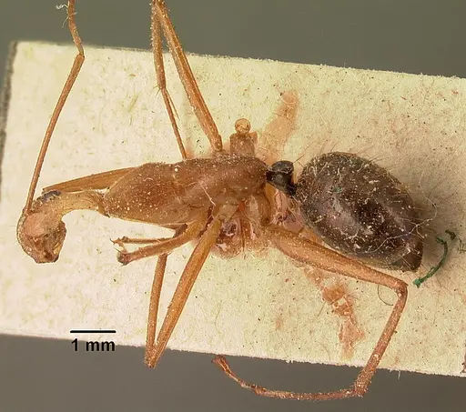 Camponotus cervicalis - CASENT0101181