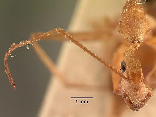 Camponotus cervicalis - CASENT0101181