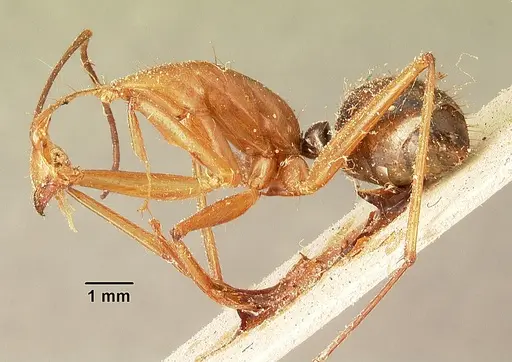 Camponotus cervicalis - CASENT0101181