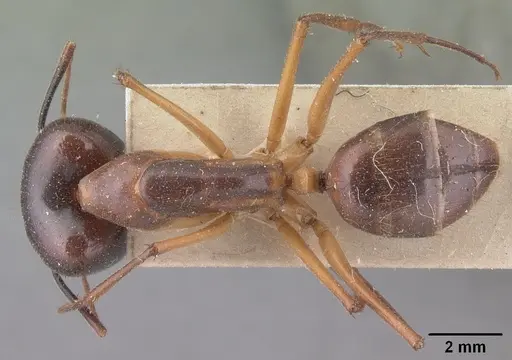 Camponotus cervicalis - CASENT0101350