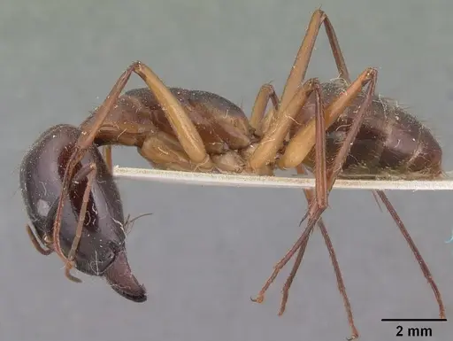 Camponotus cervicalis - CASENT0101350