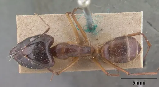 Camponotus cervicalis - CASENT0101351