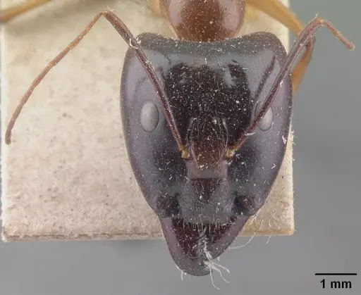 Camponotus cervicalis - CASENT0101351