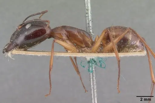Camponotus cervicalis - CASENT0101351