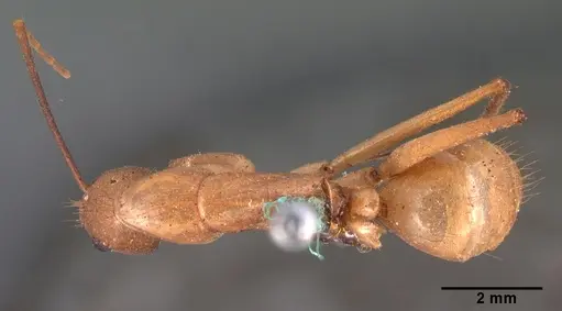 Camponotus cervicalis - CASENT0101551